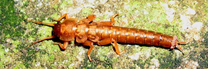 Ázsia álkérész-faunája (Plecoptera) (Murányi Dávid) Ázsia faunáját régóta és intenzíven kutatják, hatalmas területeinek álkérészeiről mégis keveset tudunk.