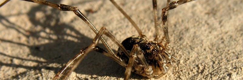 Anatólia és a Balkán kaszáspók-faunája (Opiliones) (Murányi Dávid) Bár a kaszáspókok rendjébe viszonylag kevés faj tartozik, a Balkánon és Anatóliában nem sokan kutatják őket.