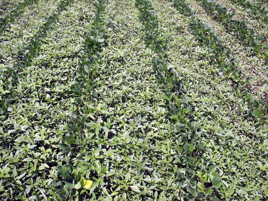A glyphosate-tűrő növények környezetanalitikai, ökotoxikológiai és dietetikai vitái Székács András
