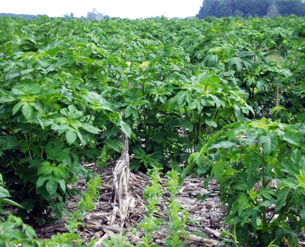 glyphosate-tűrő