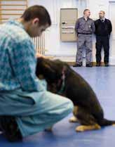 A közepes termetű, fekete vagy tarka keverék kutyák a Miskolci Állatsegítő Alapítvány menhelyéről érkeznek a nagyvárostól néhány kilométerre eső börtönbe.