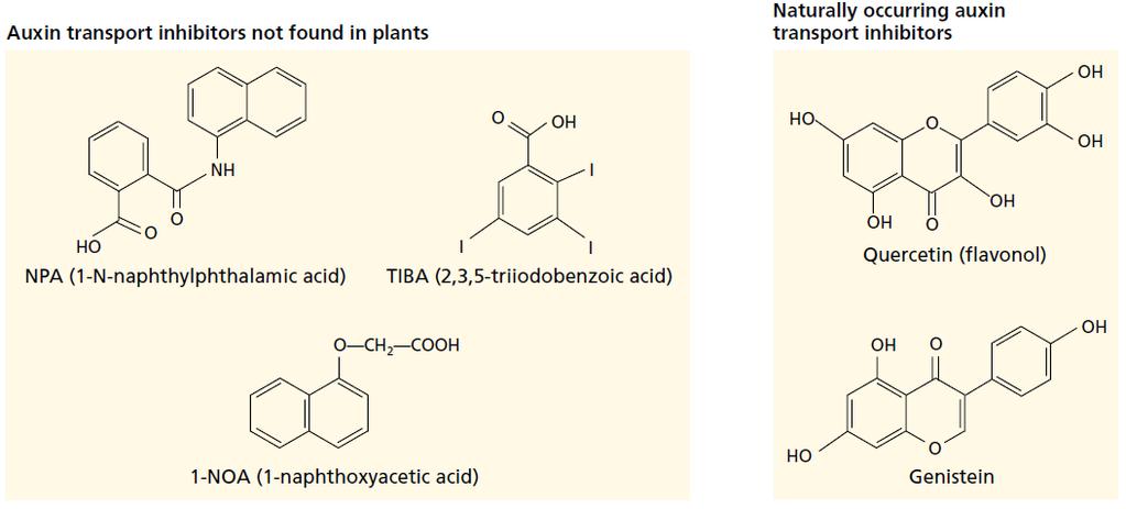 Szintetikus (bal) és természetes (jobb) auxin szállítást