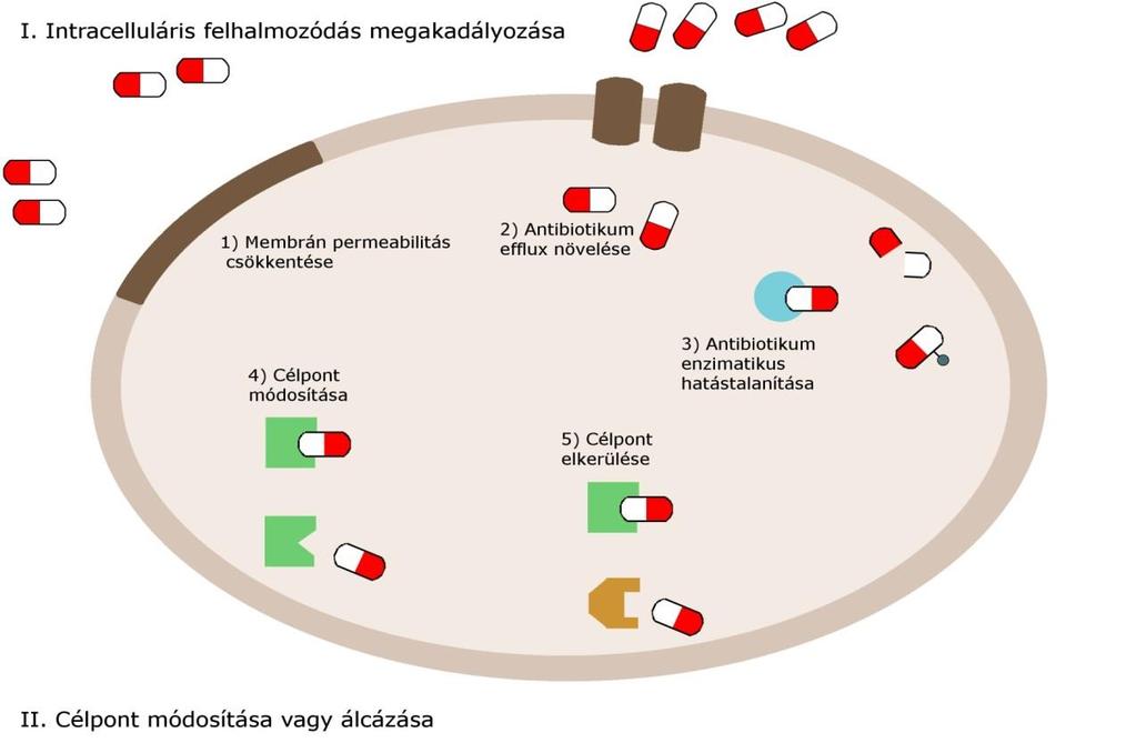 baktériumot, a baktérium számára a legkézenfekvőbb lehetőség a nitroreduktázokat kódoló nfsa és nfsb gének inaktiváló mutációja által rezisztenciára szert tenni 41,45,46.