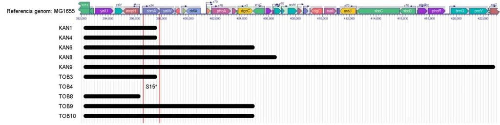 kódoló gén, melyen keresztül a prolinban gazdag antimikrobiális peptidek képesek a sejtbe jutni 204,205.