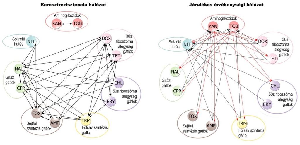 Az azonos antibiotikummal szemben adaptáltatott 10-10 párhuzamos vonal nagyon hasonló mintázatot mutatott a többi 11 antibiotikummal szembeni érzékenység változásában.