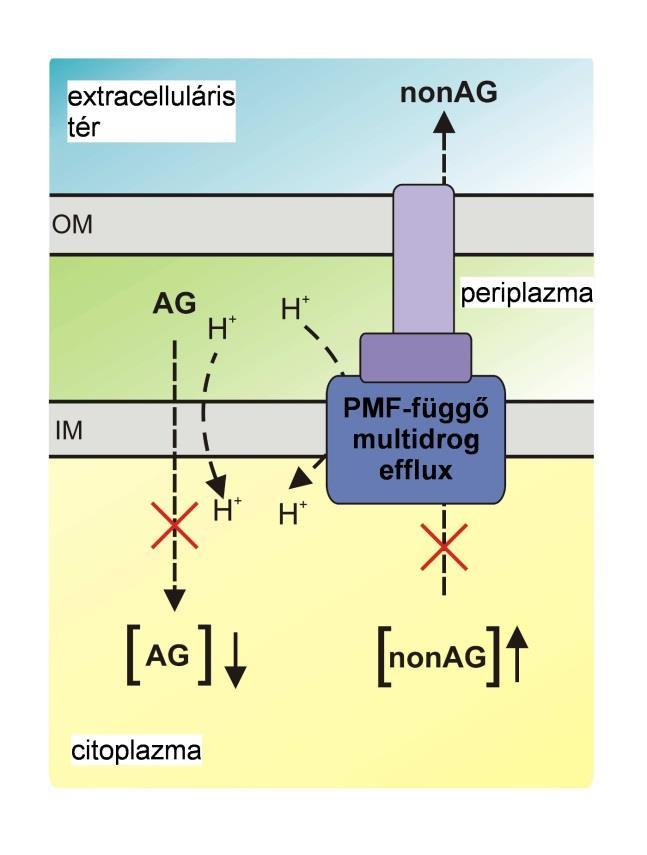 V.11. Az aminoglikozid-adaptált vonalak mutációinak kettős hatása a membrán permeabilitásra Az aminoglikozid-adaptált vonalak által hordozott membránpotenciálra hatással levő mutációk mind az