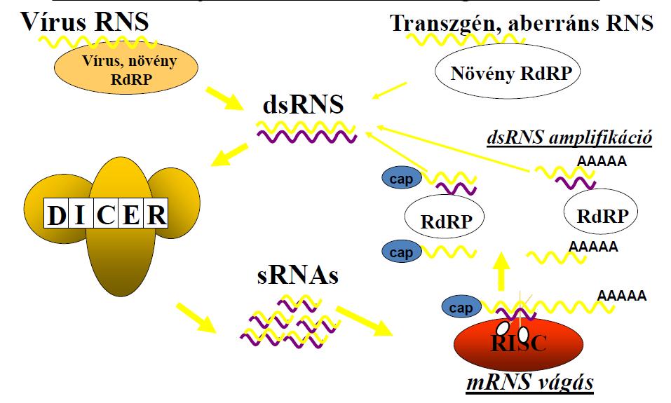 A növényi vírus és aberráns RNS indukálta sejt-szintű RNS silencing útvonalak A növényi RdRP aberráns mrns-ként ismeri fel azokat a transzkripteket,