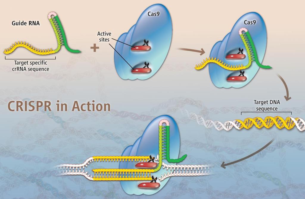 CRISPR/Cas9 rendszer-eredetileg baktériumok DNS vírusok védekezési rendszere, de eukariótákban hatékony, specifikus mutációs rendszerként használható!