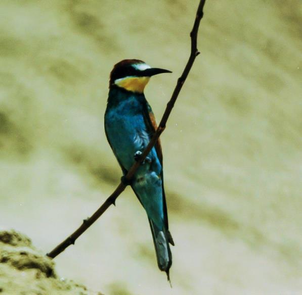 kép: gyurgyalag (Eresus moravicus) Fotó: