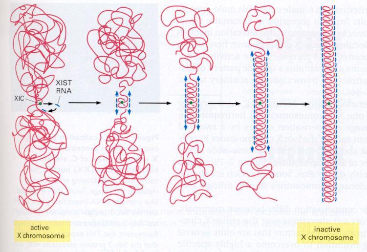 XIST: X inaktívációs specifikus transzkript; szokatlan RNS molekula az XIC-n belül kódolt, kizárólag az inaktívált X kromoszómáról expresszálódik, a sejtmagban marad nem íródik át fehérjére,