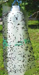 púposszú (Xyleborus dispar) A faj fogására a [PALX] ragacsos palást csapda alkalmas.