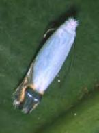 Javasolt csapdatípus: KLP+ (RendelhetŒ: 2014-tŒl). Szent Antal kukoricabogara (San Antonio beetle) - Diabrotica speciosa Germar (Coleoptera, Chrysomelidae).