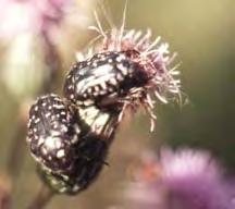 www.srpv-midi-pyrenees.com Csal m N MTA NKI f m A feromoncsapda család újdonságai (2009-2008) SzŒlŒtripsz (Drepanothrips reuteri) (Thysanoptera, Thripidae ).