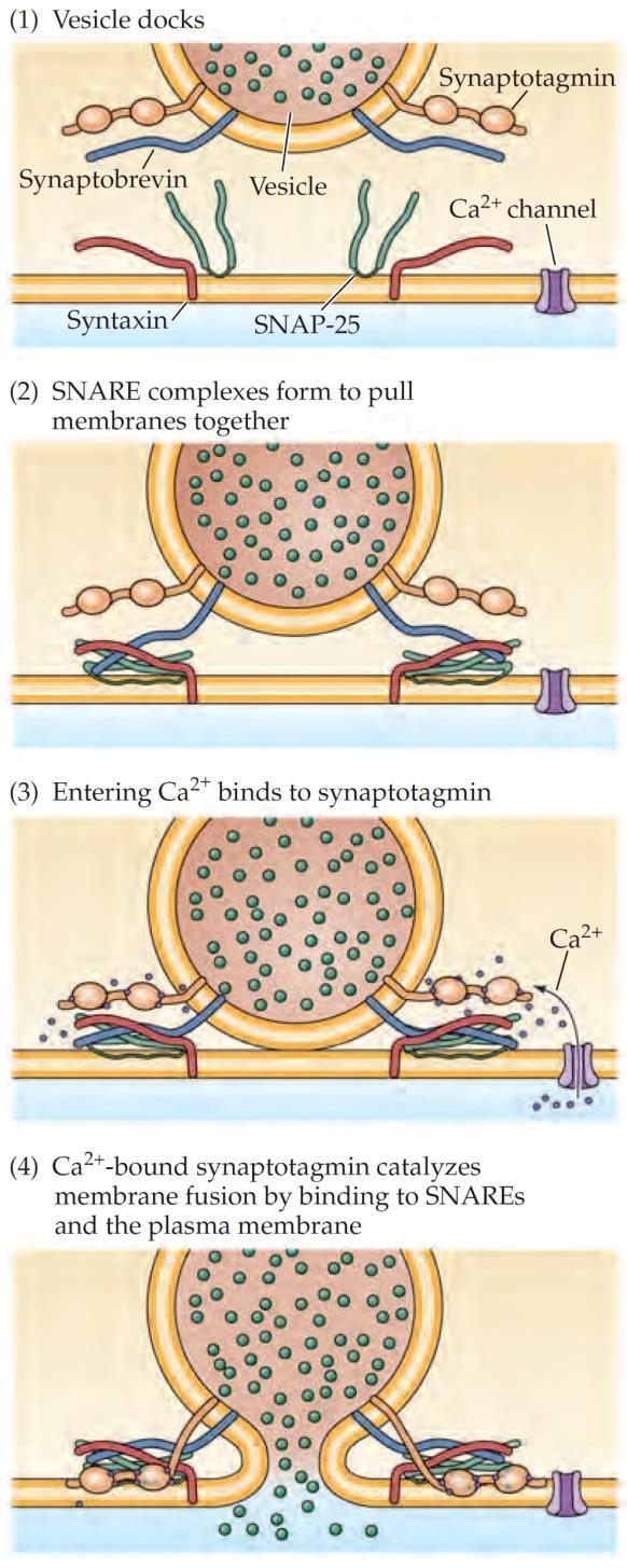 1. Vezikula dokkolása aktív zóna A preszinaptikus vezikulák fúziójának mechanizmusa 2. SNARE-komplex kialakulása 3. Kalciumsynaptotagmin kötés 4.