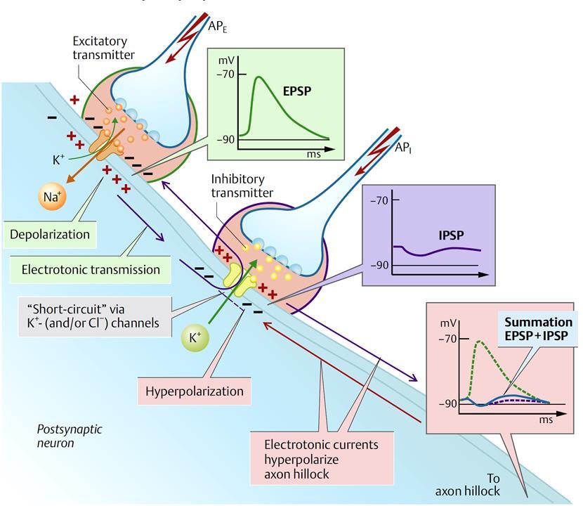 A lokális potenciálok ionális háttere: posztszinaptikus potenciálok Depolarizáció Serkentő transzmitter Elektrotónusos terjedés Klorid/kálium csatorna Posztszinaptikus neuron Gátló transzmitter
