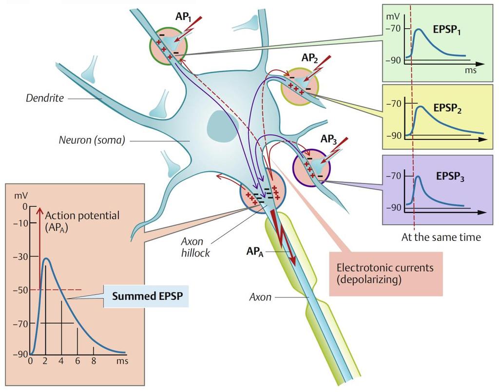 Térbeli (spatialis) szummáció: számos dendrit egyidejű elektrotónusos depolarizációja (EPSP 1-3) eljut a