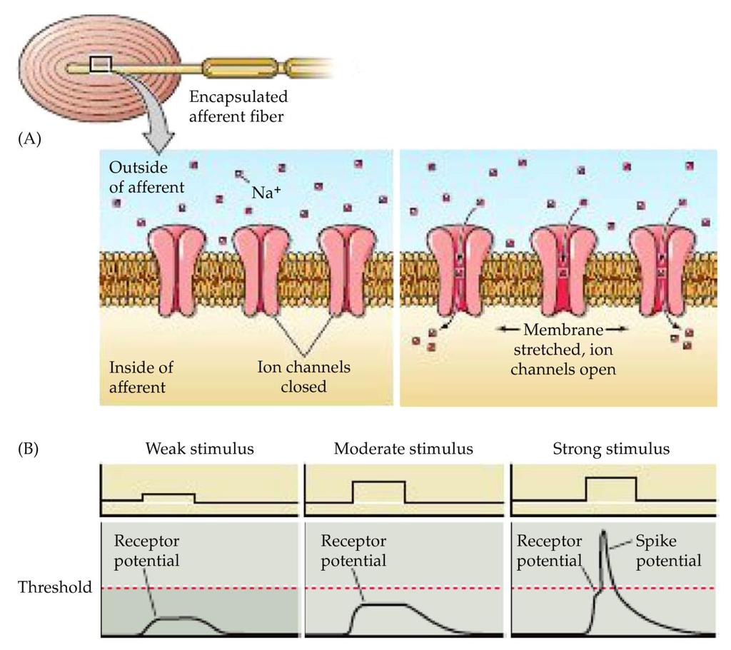 Extracellularis tér A receptorpotenciál ionális háttere Szenzoros idegvégződés Mechanoszenzitív kationcsatornák a szenzoros idegvégződésnél Intracellularis tér Küszöb Ioncsatornák zárva