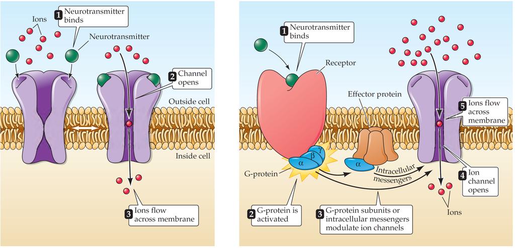 A neurotranszmitter-receptorok osztályozása: ionotróp és metabotróp receptorok Ionotróp: ligandfüggő ioncsatorna Metabotróp: G-proteinhez kapcsolt receptor 1. Transzmitter kötődése Szinaptikus rés 1.