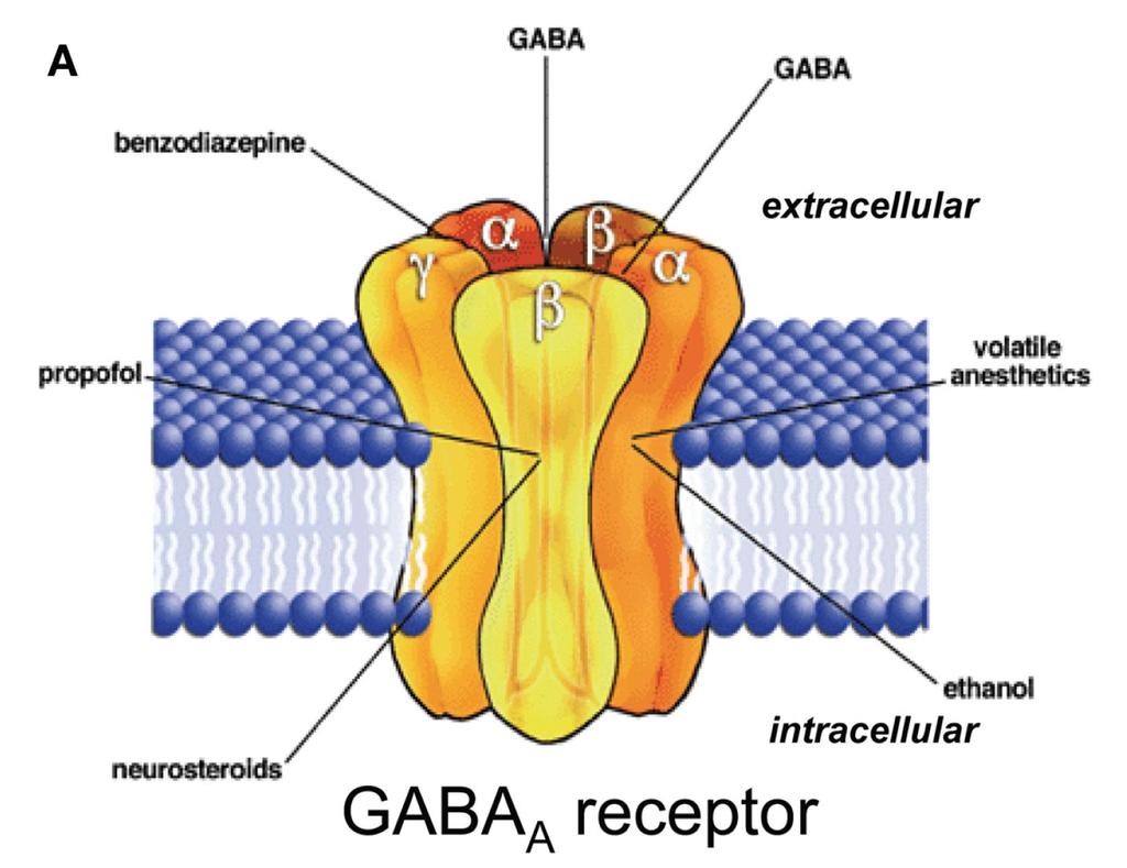 A glutamát-gaba rendszer legfontosabb ionotróp receptorai Benzodiazepin GABA GABA Glutamát Glicin Inhalációs