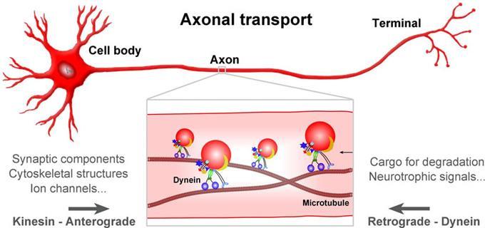 Az intraneuronalis (axonalis) transzportfolyamatok Szinapszis Sejttest Axon KINESIN: anterográd transzport Szinaptikus alkotók (pl.