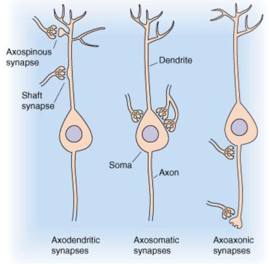 Axon Axodendritikus Axoaxonális