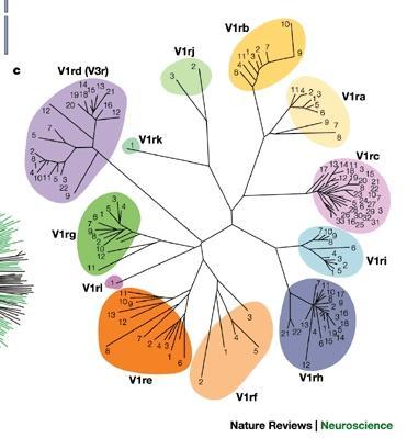 A VOMERONAZÁLIS RECEPTOROK Phylogenetic