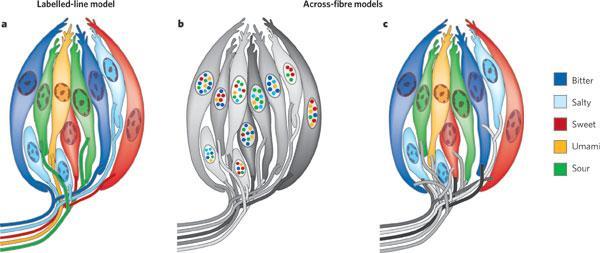 az egyes ízérzékelő receptor sejtek csak egy alap-ízre reagálnak ÍZLELÉS minden