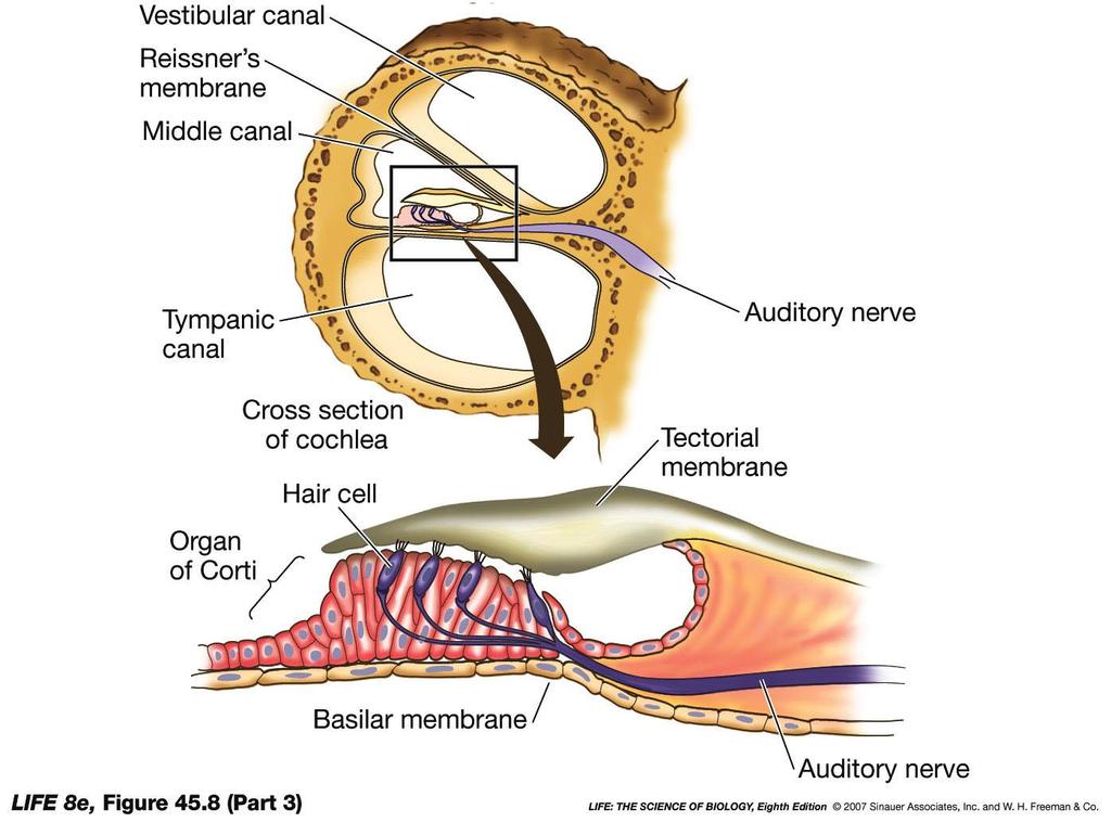 AZ EMBERI