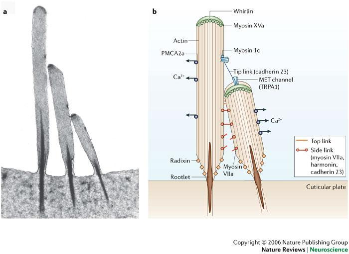 A SZŐRSEJTEK MET: mechanoelectrical transduction TRPA1: transient