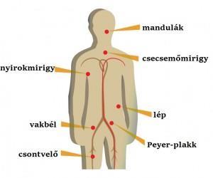 Immunrendszer Az immunrendszer a szervezet védekező mechanizmusa, egy adott antigén hatására kialakuló, az esetleges fertőzés elleni védekezésben részt vevő sejtek, szövetek és szervek együttese.