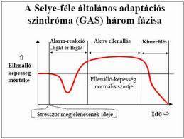 A szervezet nem specifikus válasza a stresszorokra Selye - féle általános adaptációs szindróma (GAS) három fázisa Alarm-reakció fight or