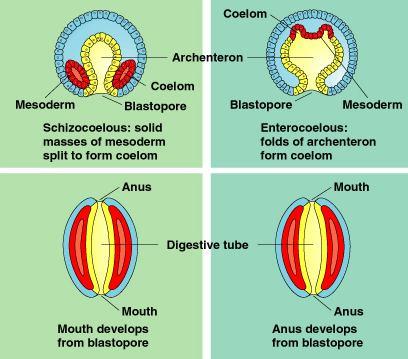 Ősszájúak (Protostomia) A bélcsíra első nyílása lesz a szájnyílás A végbélnyílás az ellenkező oldalon alakul ki.