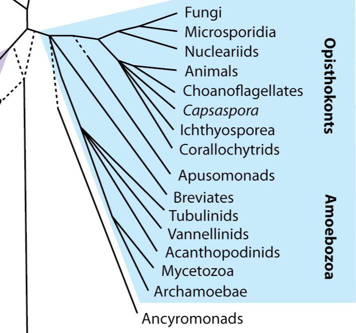 Unikonta (Amorphea) Állatok, amőbák, gombák kládja Ha van, akkor egy ostor, de az ősi állapot valószínűleg kettő A sejt alakja rendszerint nem állandó (vö.