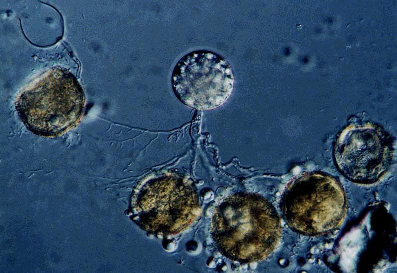 Chytridiomycota rajzóspórás gombák Sokmagvú telepek,