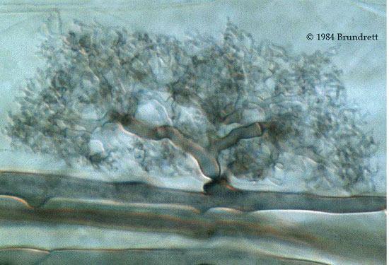 Ivartalan szaporodás jellemző + heterokariózis (eltérő magok egy sejtben) The mycorrhizal condition is the