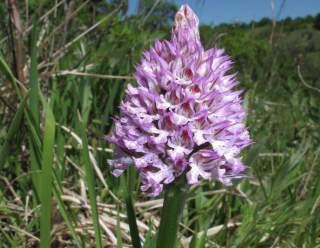 Programajánló Május 8. 9 30 Orchidea túra a Tokaji-hegyen A Tokaji-hegy májusi orchideáival és védett természeti értékeivel ismerkedhetünk meg túravezetőnk segítségével.