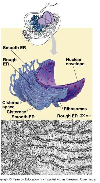 Az endomembránrendszer részei Az endoplazmatikus retikulum - ER A durvafelszínű endoplazmatikus retikulum - DER A simafelszínű endoplazmatikus retikulum - SER Golgi-készülék Lizoszómák Sejtmaghártya