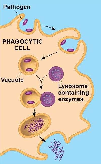 Az izomsejtekben az üregek Ca-raktárként működnek. A májsejtekben itt zajlik az egyes méreganyagok, gyógyszerek lebontása. Egyes belsőelválasztású mirigyekben a szteroid hormonszintézis színhelye.