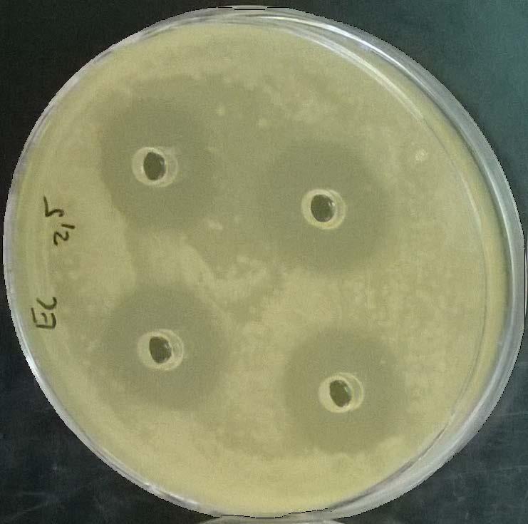 Antibakteriális aktivitás 20 Staphylococcus aureus Escherichia coli Pseudomonas aeruginosa Inhibíciós