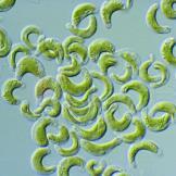 vizsgálatok: Vibrio fischeri akut toxicitás, DI E ISO 11348-2
