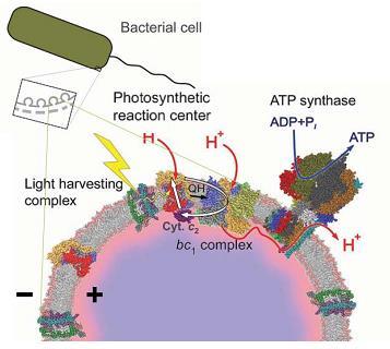 1.2 A bíborbaktériumok fotoszintetikus apparátusa A bíborbaktériumok citoplazmikus membránrendszere tartalmazza a fényenergiát elektrokémiai energiává alakító fotoszintetikus apparátust (Wraight
