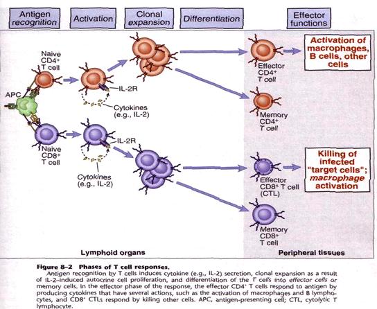 Naív CD8 + A válasz szakaszai Ak[váció Citokinek (pl. IL- 2) Klonális expanzió Citokinek (pl.