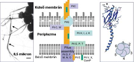 A KÓROKOZÓ: Neisseria meningitidis 2010-11: 67 megbetegedés (58% C-típusú) 2012.