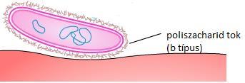 HAEMOPHILUS INFLUENZAE A H.