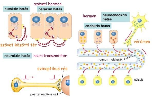 Jelátvitel típusai: Átfedések: ugyanaz az anyag lehet hormon és neurotranszmitter is