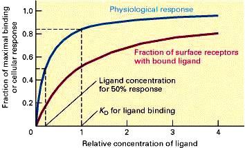 Affinitás jellemzése: Disszociációs konstans: KD=[R] *[H]/[RH] 10-8 10-7 M KD: az a ligand koncentráció