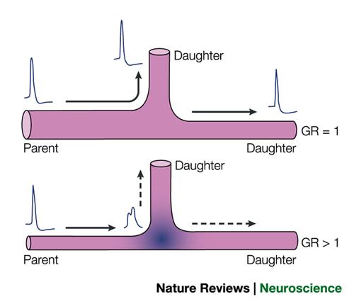 Axon geometriája: Axonmembránon nagy menniségben találunk ioncsatornát. A geometriai paraméterek mellett ezek sűrűsége is alapvető jelentőségű az akciós potenciál terjedése szempontjából.