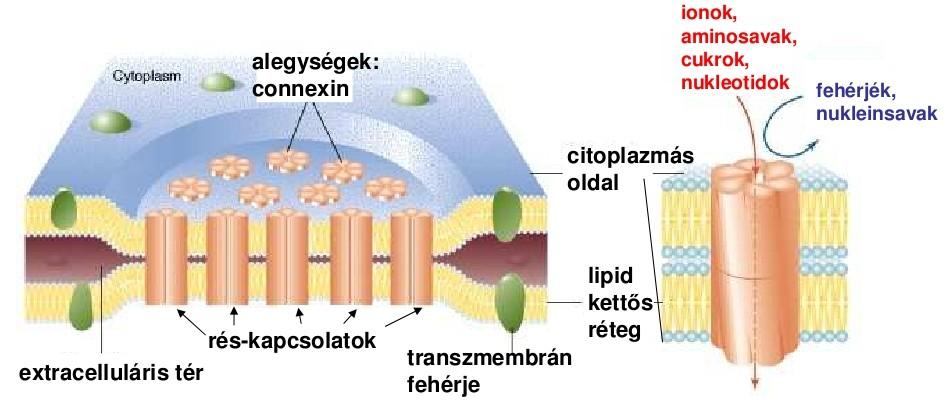 Gap junction Kis molekulák közvetlen forgalma: Gyors információ