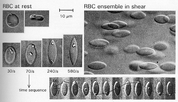 Ad 2. Kísérleti felvétel: a vörösvérsejtek a nyírási sebesség (shear rate) növekedésével fokozódó alakváltozáson