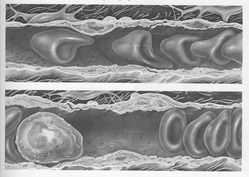 effektív értéke akár felére csökken. Ez a mechanizmus főleg a nagyobb mikroerekben (30-300 µm) játszik szerepet 3.